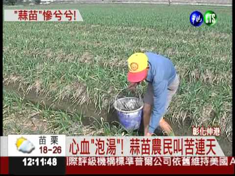 泡水又日曬 伸港4成蒜苗"泡湯"