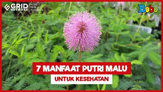 Download lagu Fakta Menarik Tanaman Putri Malu, Manfaatnya untuk Kesehatan mp3 Download lagu Fakta Menarik Tanaman Putri Malu, Manfaatnya untuk Kesehatan mp3