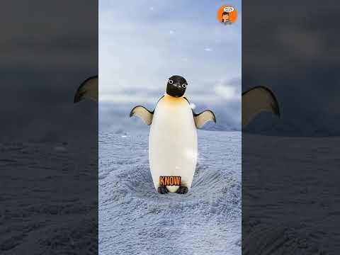 Too loyal for the loved ones