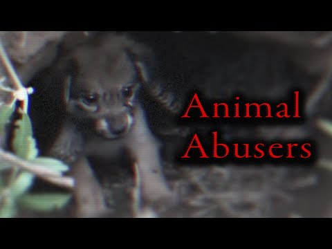 YouTube's Fake Animal Rescue Channels