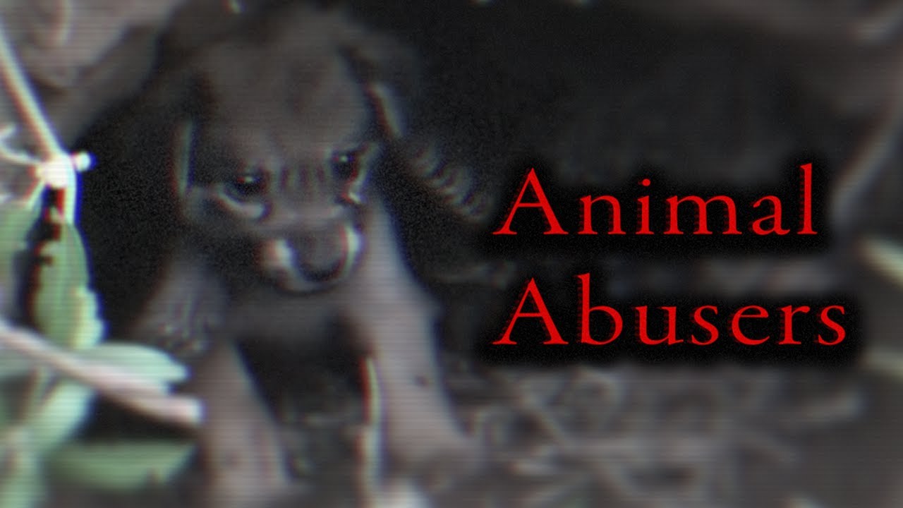 YouTube's Fake Animal Rescue Channels