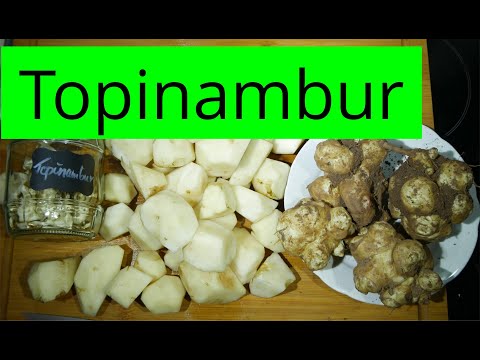 Topinambur ernten und haltbar machen 🌻 [Indianerkartoffel]