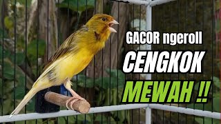 Download lagu Masteran KENARI GACOR ngeroll panjang,Cuit Cuit Emosi AMPUH bikin kenari nyaut ,Masteran MURAI BATU mp3 Download lagu Masteran KENARI GACOR ngeroll panjang,Cuit Cuit Emosi AMPUH bikin kenari nyaut ,Masteran MURAI BATU mp3