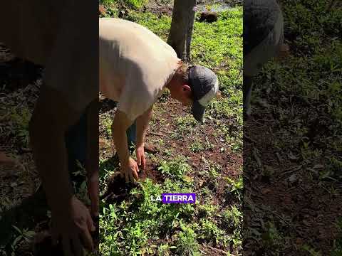 TRABAJAR PARA UNO | Una historia desde Panambí 🌱