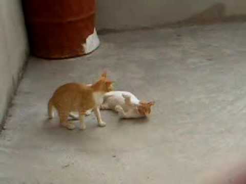 Ilyas with cats so nice