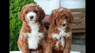 Video preview image #1 Goldendoodle (Miniature) Puppy For Sale in LITITZ, PA, USA