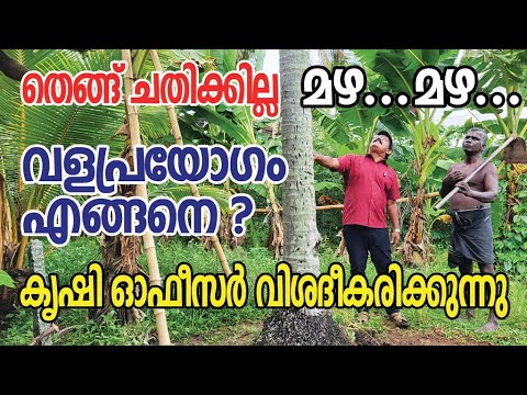 Coconut | Coconut | Fertilizer