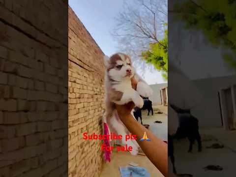 Husky for sale 1k Subscribe karo bhai or giti Husky puppy male free free Subscribe to plz 🙏 plz 🙏 🙏