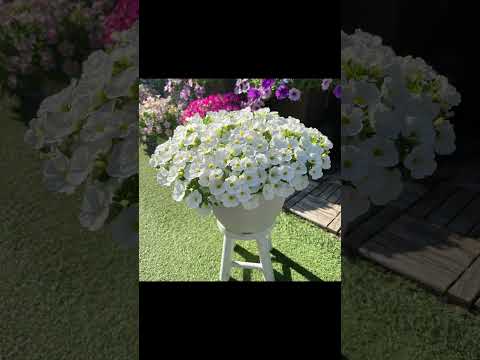 夏のバルコニーテラスの庭にペチュニアの黄色とオレンジの花の開花を刺激する方法