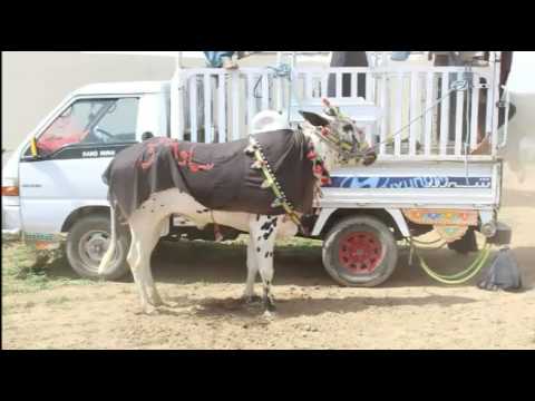 Awamiii Group (Manii Khan Ahmedal) Harka Rawat 23/4/2017