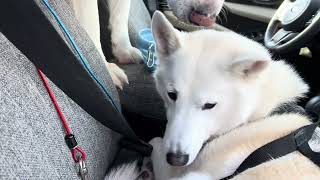#rosey #roo #treat #sweetgirl #husky #greatpyrenees #nofilter #huskylife