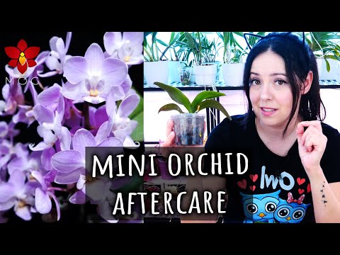 Mini Phalaenopsis After Care - Cutting flower spikes & watering - Orchid Care for Beginners