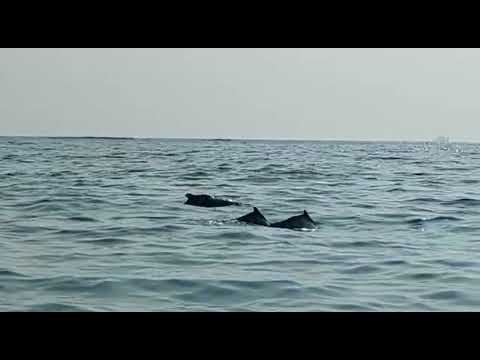 Goa beach #shorts #sushmita #viral