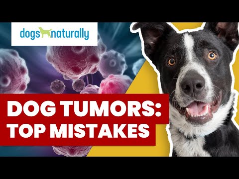How To Tell If Your Dog's Lump Is Cancer