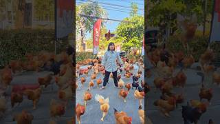 KFC VS Chicken warriors 2 | Pinmook shorts