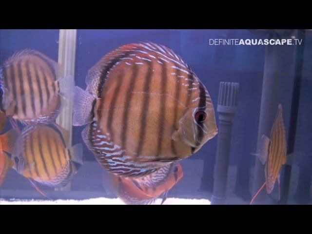 Discus Fish Classification: Wild Discus - Aquatics Live 2012 pt.12