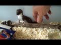 Ozzy the Baby Weasel - YouTube