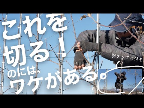 リンゴが木の上で腐るのはなぜですか?リンゴの木を守るにはどうすればよいですか?  庭園
