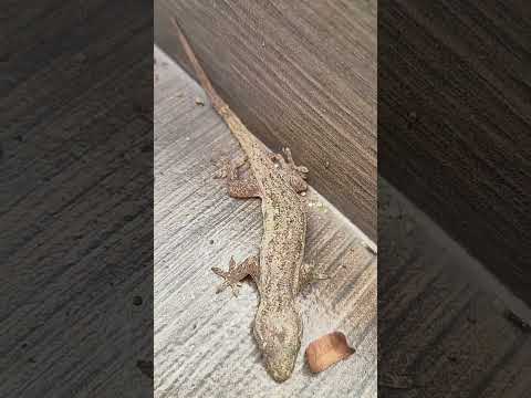 Na heat stroke ang butiki#Shorts#shortsfeed#butiki