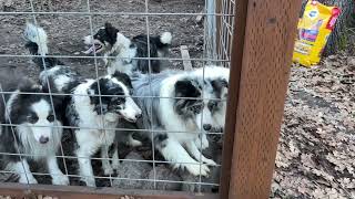 Video preview image #2 Border Collie Puppy For Sale in MOSIER, OR, USA