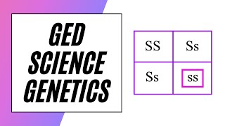 GED Science – Punnett Squares!