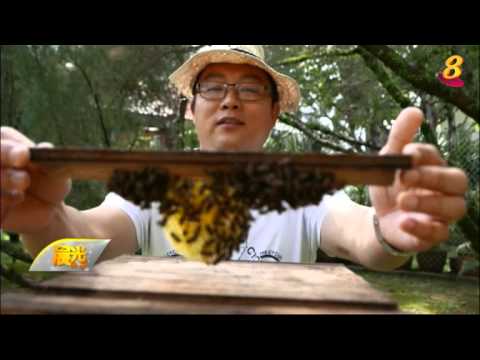 , title : '《新加坡小惊喜》4月26日：自家花园养蜂 蜜蜂本地生存面临挑战'