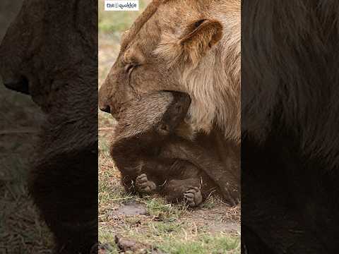 Honey Badger | Find Out Why You SHOULDN'T Challenge It! #shorts #honeybadger #animals