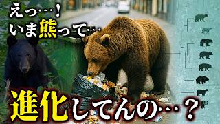 【ゆっくり解説】進化する現代の野獣｜アーバンベアと“熊の未来”【新作＋傑作選３本】