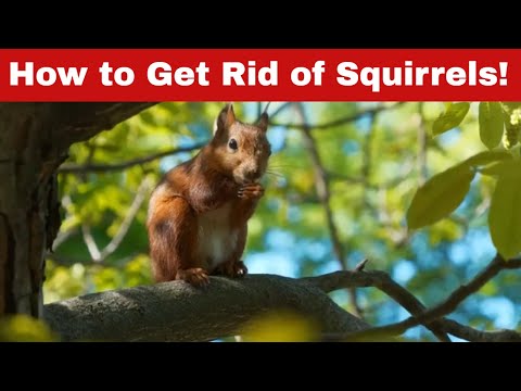 How to Get Rid of Squirrels – Fast & Easy!