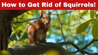 How to Get Rid of Squirrels – Fast & Easy!