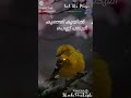 Manjakani Kona Kombile Malayalam Song Whatsapp Status 2021