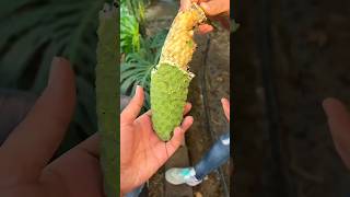 Download lagu It turns out that the Monstera deliciosa fruit | Swiss cheese plant can be eaten #monsteradelicio... mp3 Download lagu It turns out that the Monstera deliciosa fruit | Swiss cheese plant can be eaten #monsteradelicio... mp3