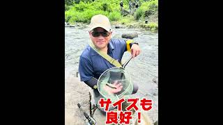 静岡県中部の興津川が今期より鮎ルアー解禁です！