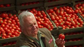  Man looking for the perfect tomato color