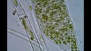 <em>Dileptus viridis</em>