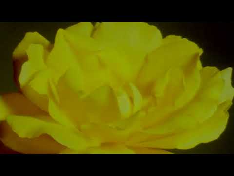 Video thumbnail for POINTED AT THE SUN