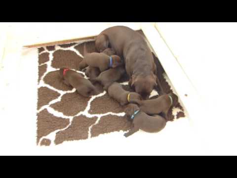 Štěňátka 18.den - krmení