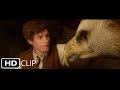 Inside the Briefcase | Fantastic Beasts and Where to Find Them
