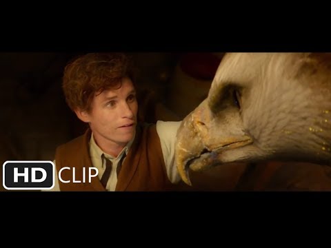 Inside the Briefcase | Fantastic Beasts and Where to Find Them