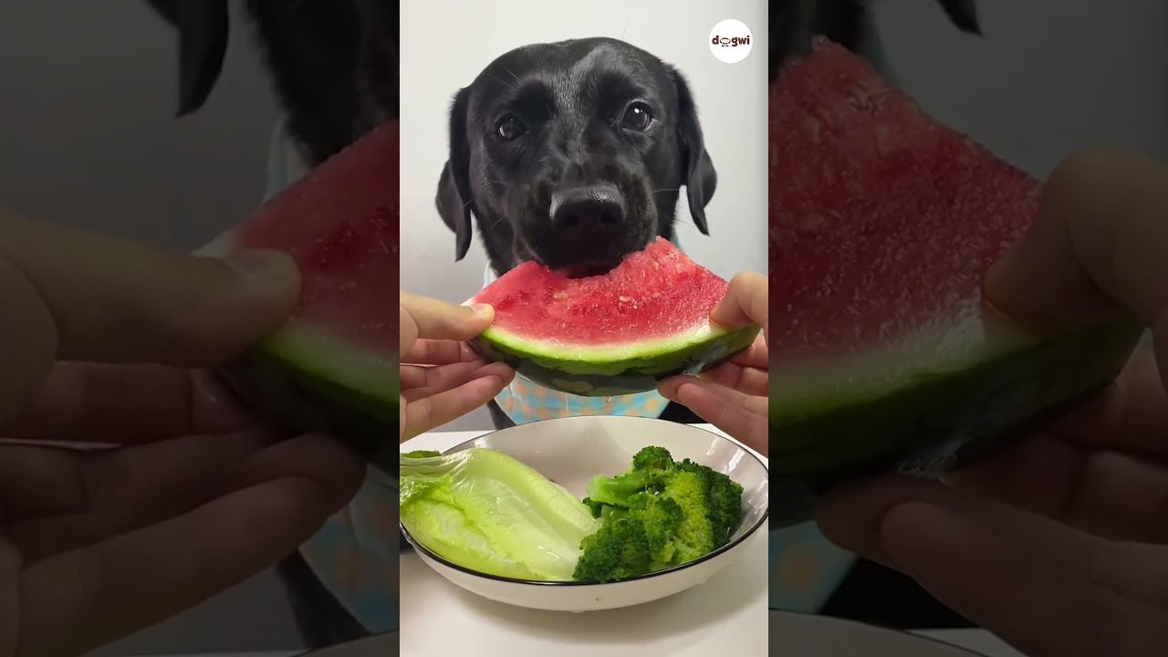 MUKBANG dog eats watermelon #dogs #puppy #asmrdog