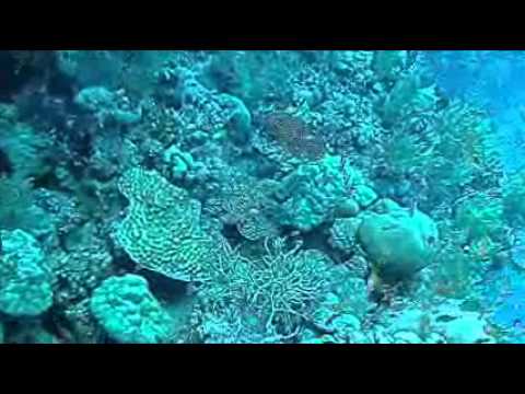 Golden Dolphin Tour März12.wmv