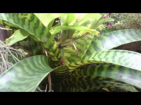 Ranitomeya benedicta ruft