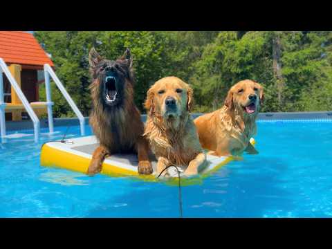 My Dogs Best Adventures At The Wood Cabin