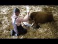 Why Cows need Farmers :) Farm girl/ Milk Fever ...