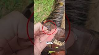 Download lagu This Fly Can Be Bigger Than a Bee!! mp3