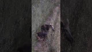 Saisonstart! auf Böcke und Sauen in Vorpommern von  ⁨@hunterbrothersofficial⁩