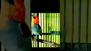 Download lagu burung kemade gacor ngalas#kemadegacor #masteran#shorts mp3