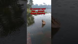 Download lagu Suara buaya dimusim kawin #shorts mp3