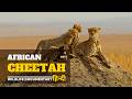 Wildlife Documentary In Hindi African Cheetah हिन्दी डॉक्यूमेंट्�