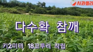 [참깨재배] 다수확 참깨.처음 곁순 따내면 많이 달려요